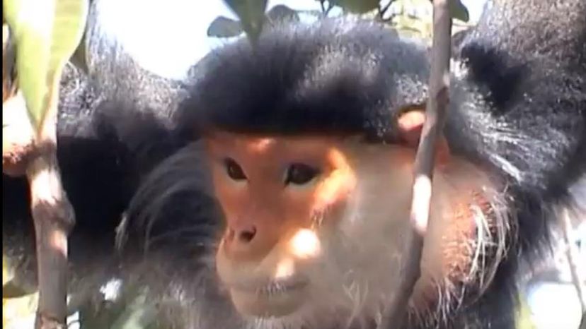 Douc Langur Monkey