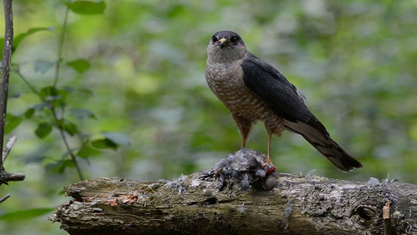 Sharp-Shinned Hawk