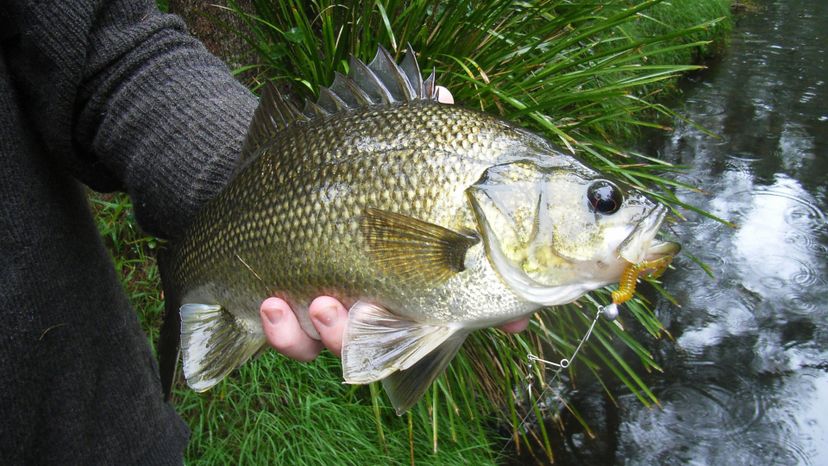 Australian bass