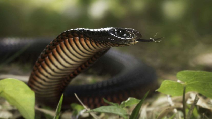 Red Bellied Black Snake