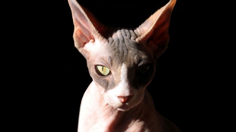 Sphynx