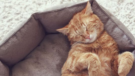 Which Cat Breed should you adopt?