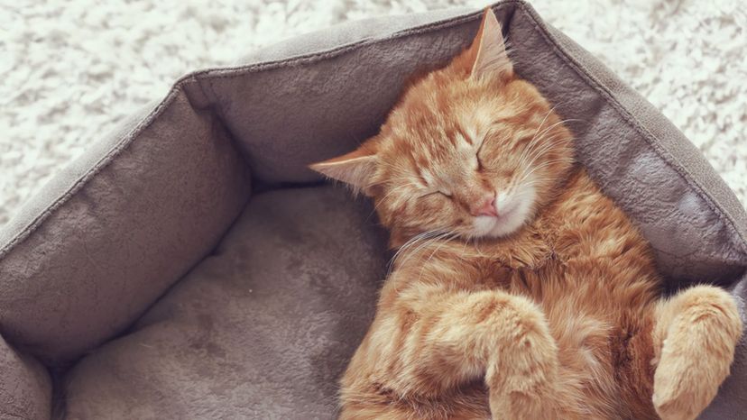 Which Cat Breed should you adopt?