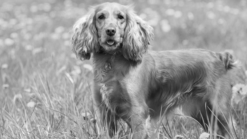 Cocker Spaniel