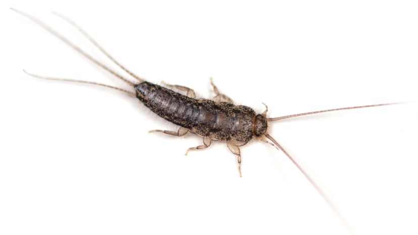 Silverfish