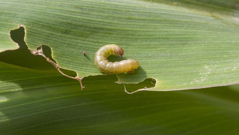 armyworm