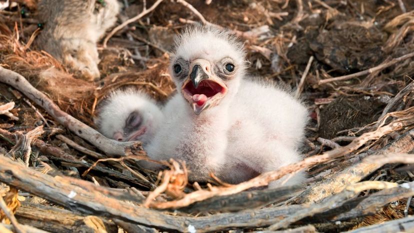 Fledgling (Eagle)