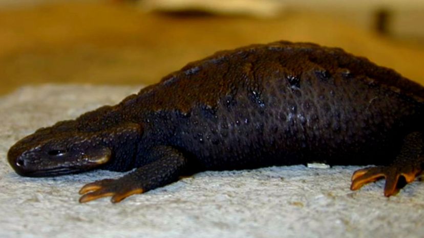 Chinhai Spiny Newt