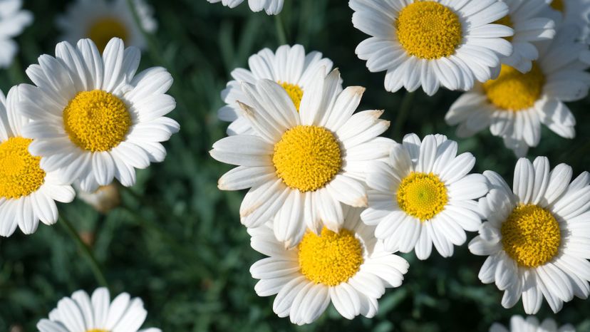 37 chamomile GettyImages-854540470