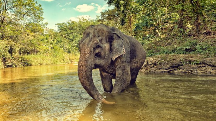 Asian Elephant