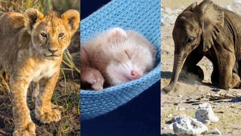 93% of people can't identify all the names of these baby animals! Can you?  | Zoo
