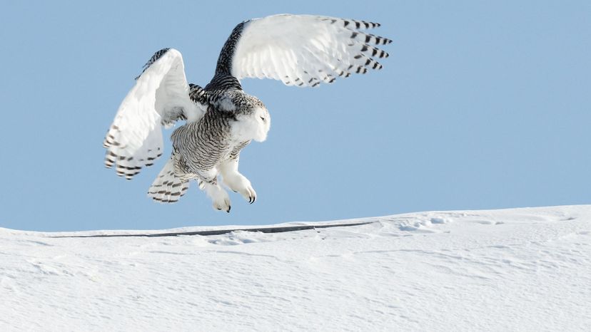 Snowy owl