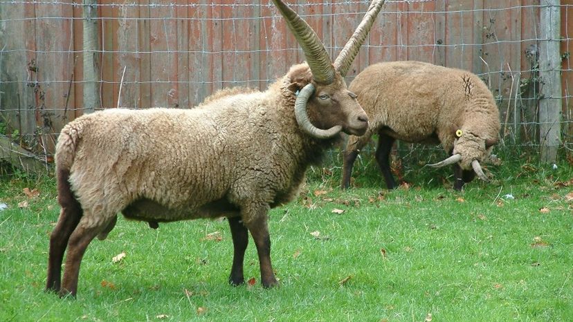 Manx Loaghtan