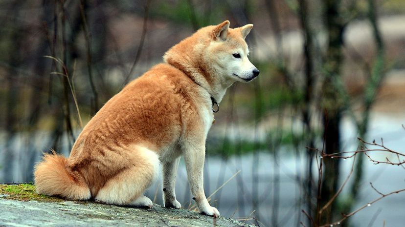 28 Shiba Inu