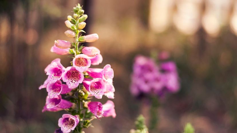 Question 10 - foxglove