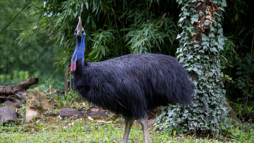 Cassowary