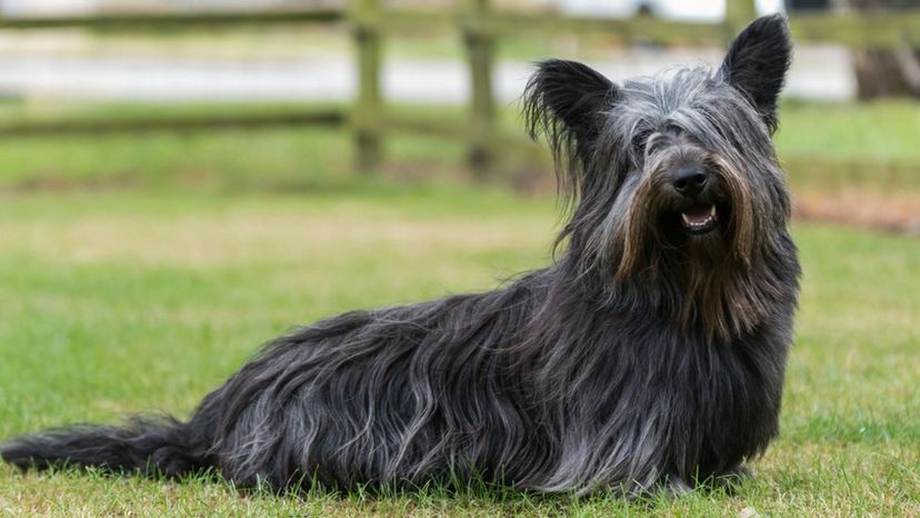 Skye Terrier