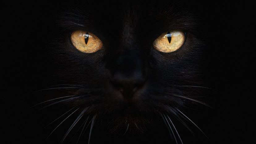 Black cat