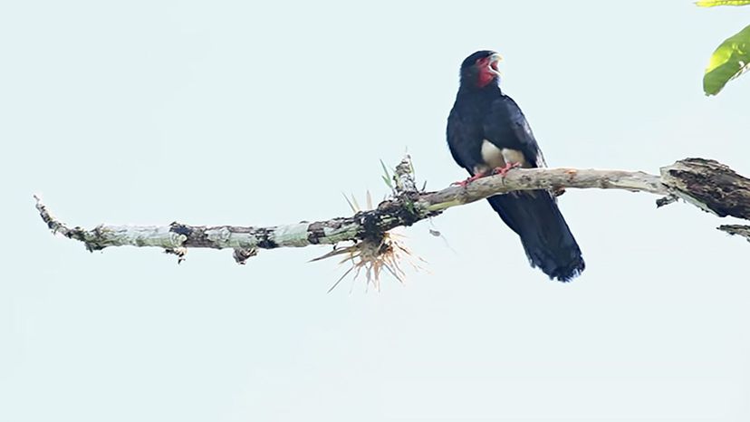 Red-Throated Caracara