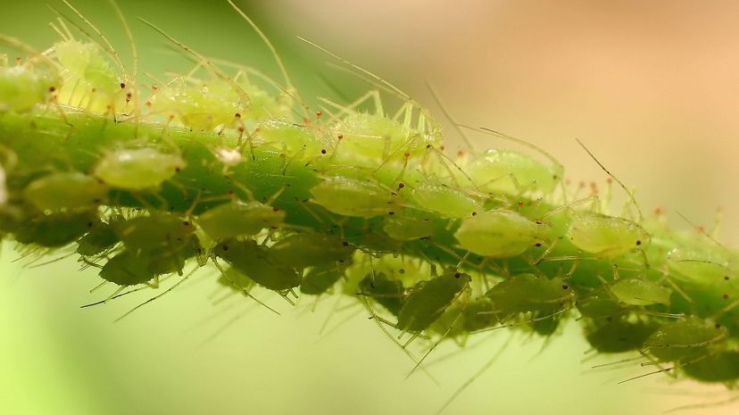 Aphid