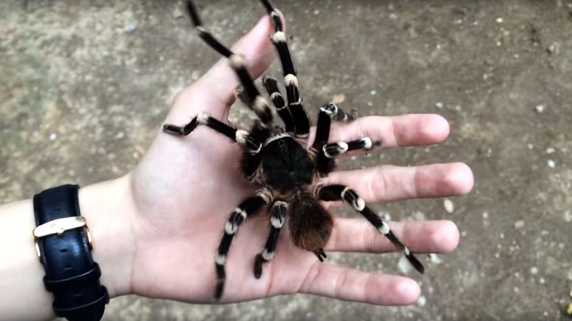 28 Brazilian White Knee Tarantula