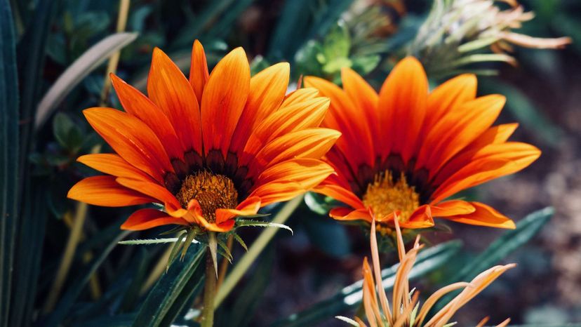 Gazania