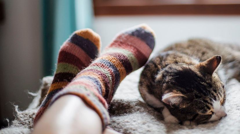 Cat on a bed and feet of a person