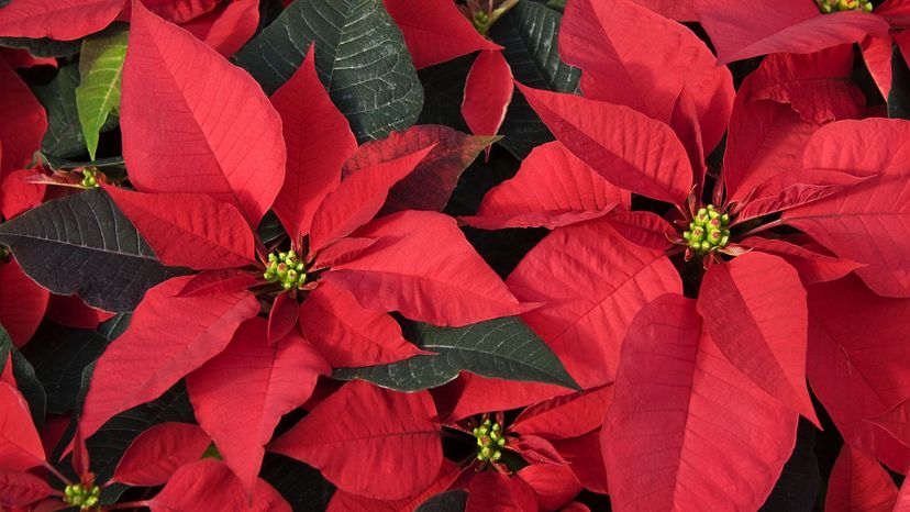 Poinsettia