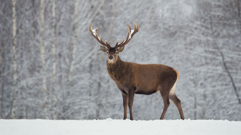 Elk