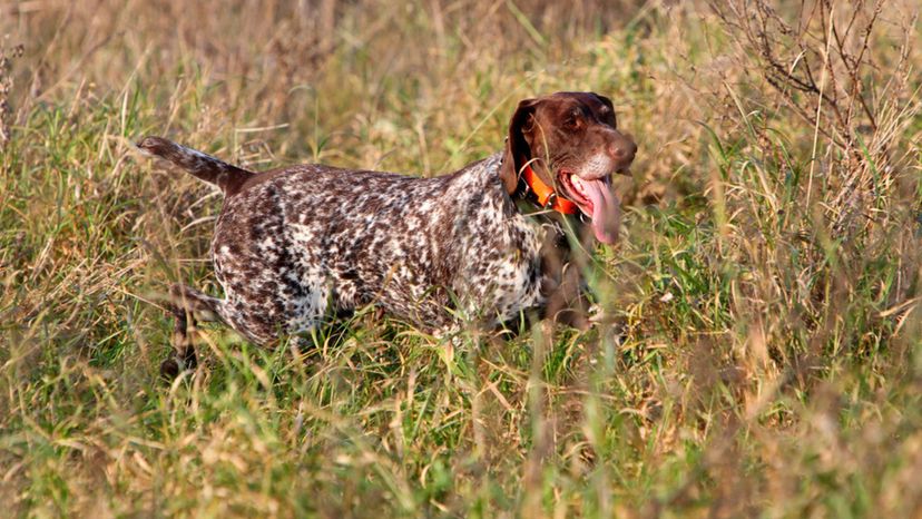 Can You Pass This Hunting With Dogs Quiz?