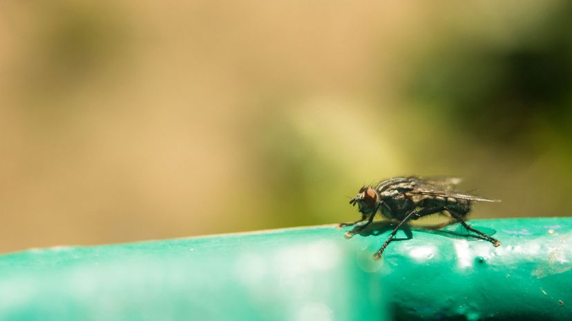 Tsetse Flies