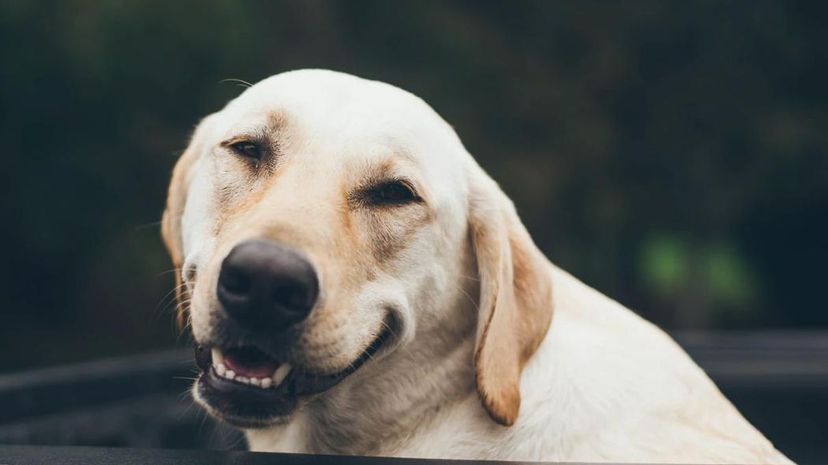 Smiling dog