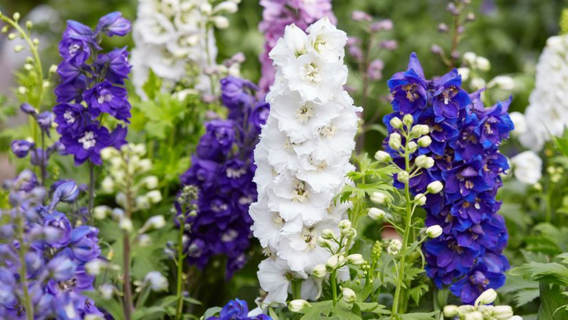 Larkspur