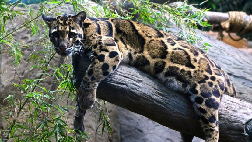 clouded leopard