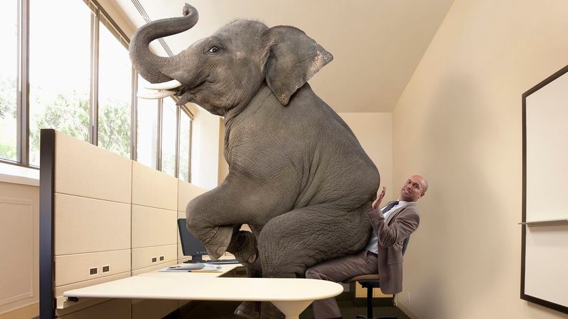 11 The elephant in the room