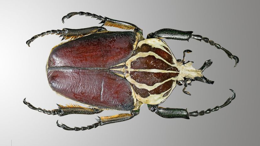 Goliath Beetle