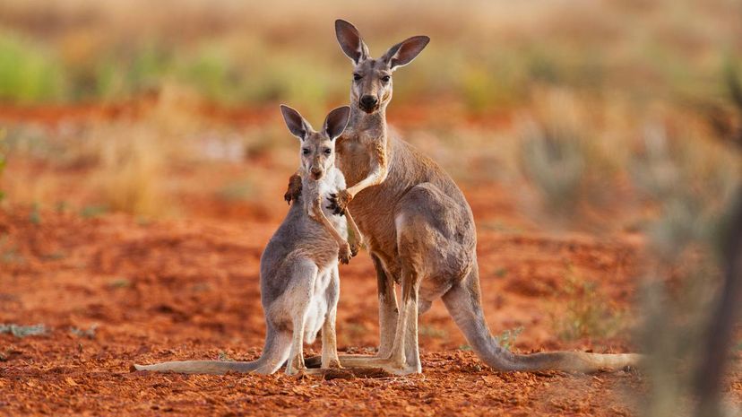 Question 19 - kangaroos