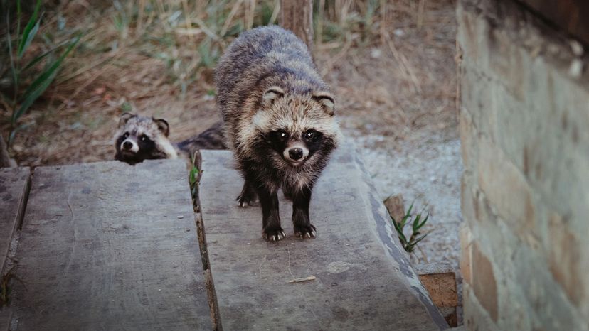 Raccoon Dogs