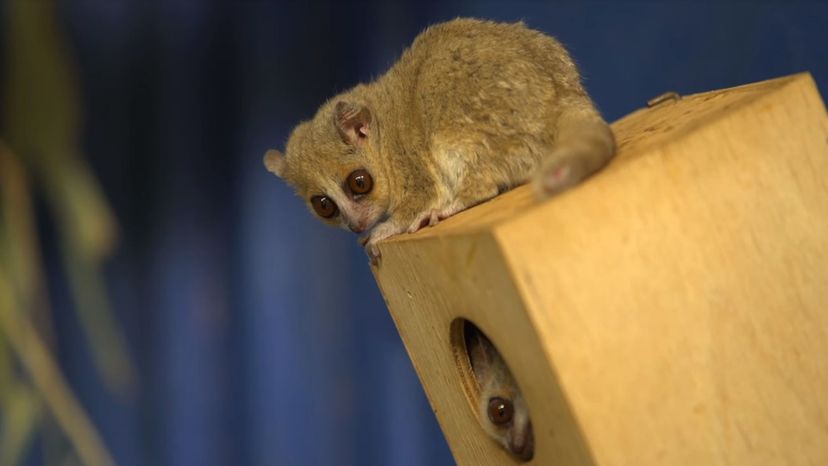 Madame Berthe's Mouse Lemur