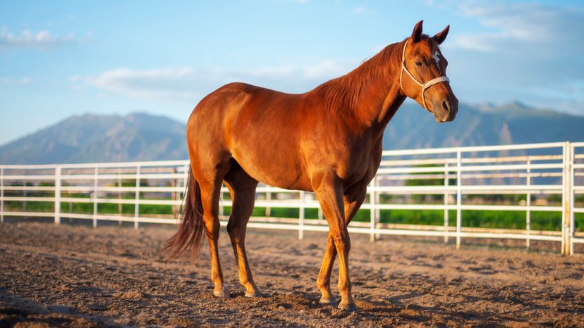 Quarter horse