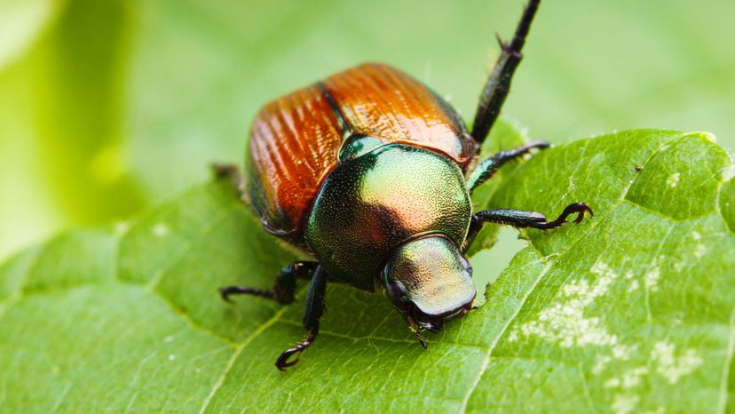 Japanese Beetle