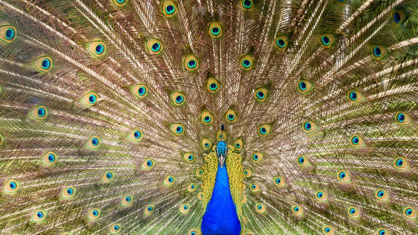 Peafowl