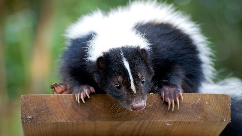 Skunk Animals