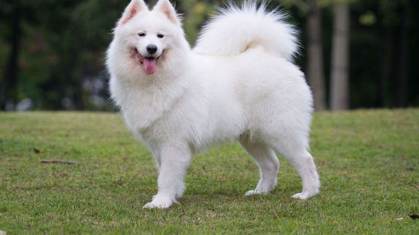 Which breed group does this dog belong to?