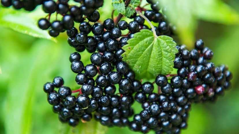 Elderberry