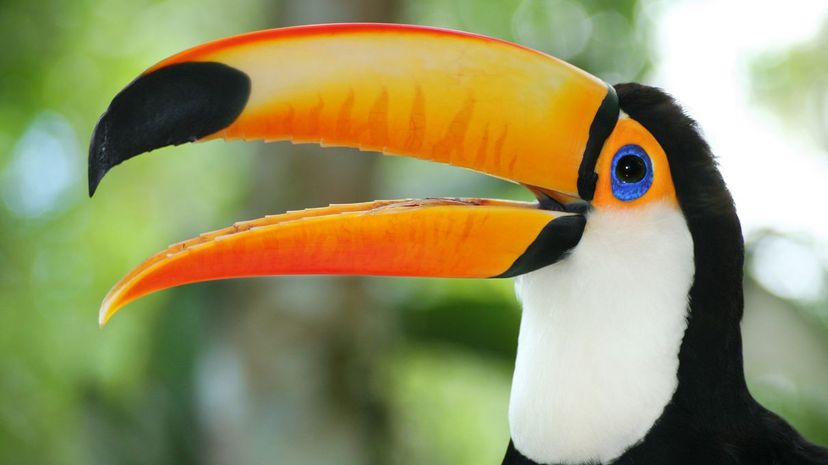 Toucan