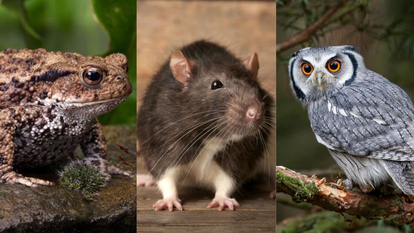 Which animal should you take with you to Hogwarts?