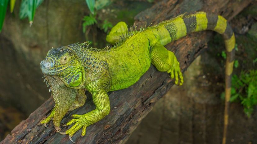 Green Iguana