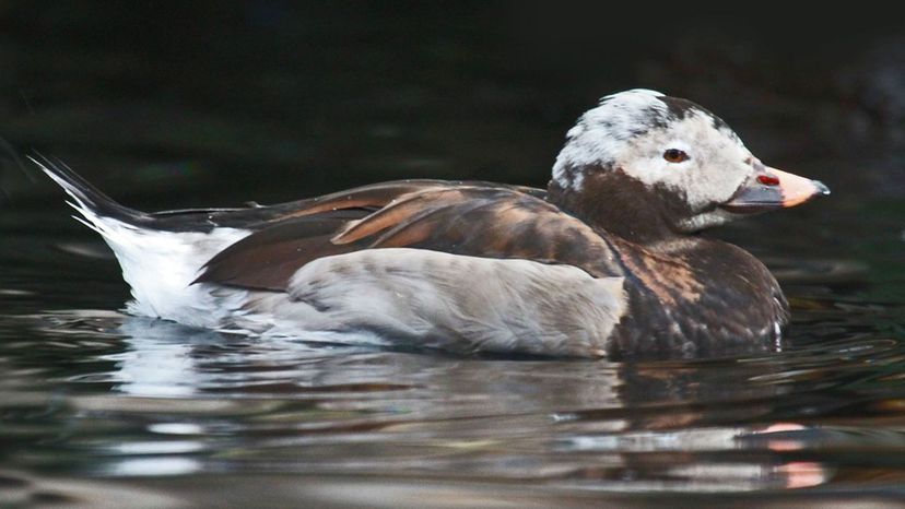 Long Tailed Duck