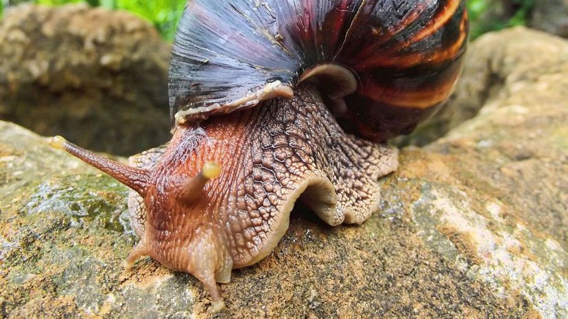 Giant_African_Land_Snail